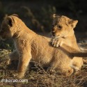 Lion cubs foot on back early morning. Panthera leo