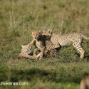 Cheetah cubs three way fight. Acinonyx jubatus