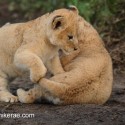 Lion cubs rough and tumble early morning. Panthera leo
