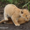 Lion cub stepping over lying cub. Panthera leo
