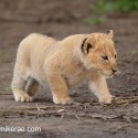 Lion cub pretending to hunt. Panthera leo