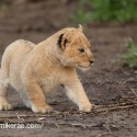 Lion cub tentative investigation. Panthera leo