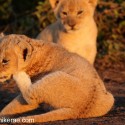 Lion cub scratch in evening light. Panthera leo