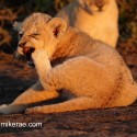 Lion cub hiding a yawn in evening light. Panthera leo