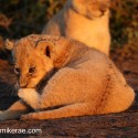 Lion cub foot biting evening light. Panthera leo