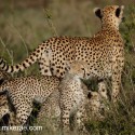 Cheetah mothe and cubs close. Acinonyx jubatus