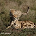 Cheetah mother and cub close. Acinonyx jubatus