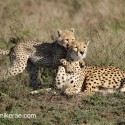 Cheetah mother and cub feet on shoulders. Acinonyx jubatus