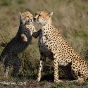 Cheetah mother and cub foot on shoulder. Acinonyx jubatus
