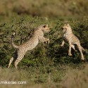 Cheetah cub pair springing. Acinonyx jubatus