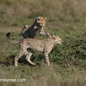 Cheetah cub pair ambush. Acinonyx jubatus