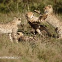 Cheetah four active cubs. Acinonyx jubatus