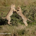 Cheetah cub pair springing fight. Acinonyx jubatus
