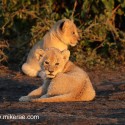 Lion cubs foot paused in evening light. Panthera leo