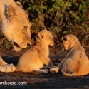 Lion cubs and mother in evening light. Panthera leo