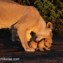 Lion cub about to be moved in evening light. Panthera leo