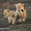 Lion cubs rough and dirty early morning. Panthera leo