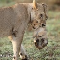 Lion cub being moved for morning feed. Panthera leo