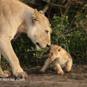 Lion cub and mother early morning. Panthera leo