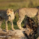 Cheetah cub pair looking two ways. Acinonyx jubatus