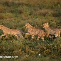 Cheetah cubs three chasing. Acinonyx jubatus