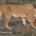 Lion family roundup early morning. Panthera leo