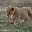 Lion cub low hunting early morning. Panthera leo