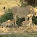 Lion cubs and mother early morning face off. Panthera leo
