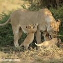 Lion cubs and mother early morning family moment. Panthera leo