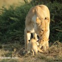 Lion cubs and mother early morning standing wash. Panthera leo