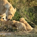 Lion cubs and mother early morning standing wash and go. Panthera leo