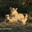 Lion cubs and mother early morning family game. Panthera leo
