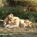 Lion cubs and mother early morning wash and game. Panthera leo
