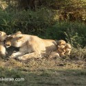 Lion family relaxing early morning. Panthera leo