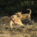 Lion cubs three way game early morning. Panthera leo