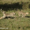 Cheetah cub chasing. Acinonyx jubatus
