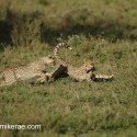 Cheetah cub pair chasing and looking. Acinonyx jubatus