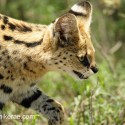 Serval cat close up. Leptailurus serval