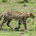 Serval cat walking muddy tail. Leptailurus serval