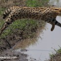 Serval cat jumping over water. Leptailurus serval
