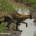 Serval cat stepping out over water. Leptailurus serval