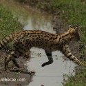 Serval cat stepping over water. Leptailurus serval