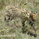 Serval cat walking though low bush. Leptailurus serval