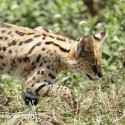 Serval cat close up with fly. Leptailurus serval