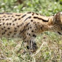 Serval cat close up walking by. Leptailurus serval