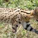 Serval cat close up walking foot forward. Leptailurus serval