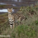 Serval cat looking out. Leptailurus serval