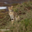 Serval cat sitting looking out. Leptailurus serval