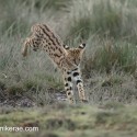 Serval cat evening jump. Leptailurus serval