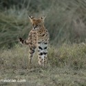 Serval cat evening gkance. Leptailurus serval